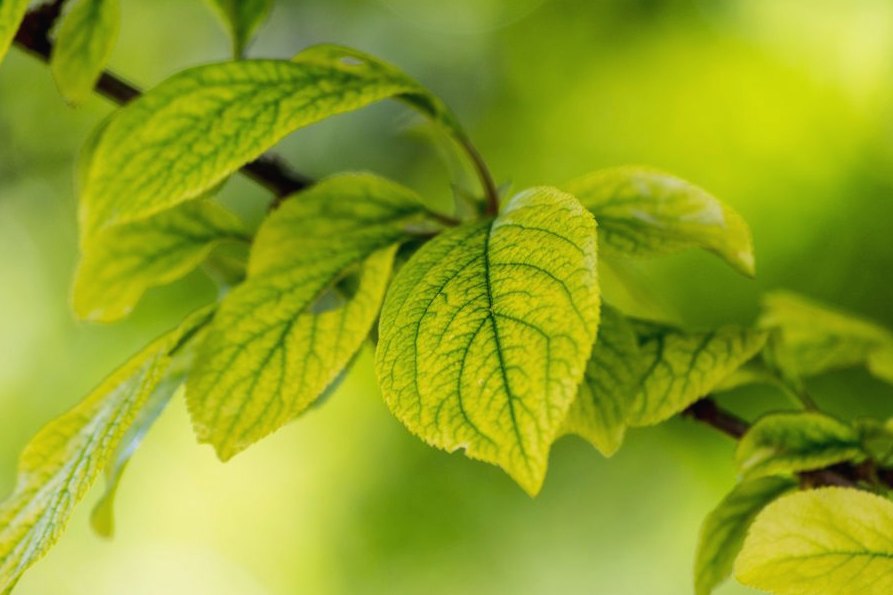 Plant Health Care, another angle