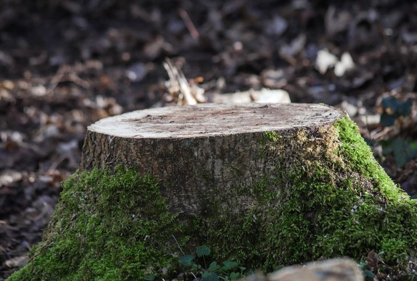 Stump Grinding in Asheboro