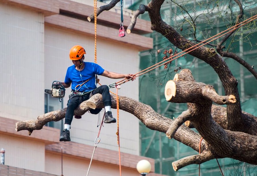 Tree Cabling And Bracing in Asheboro