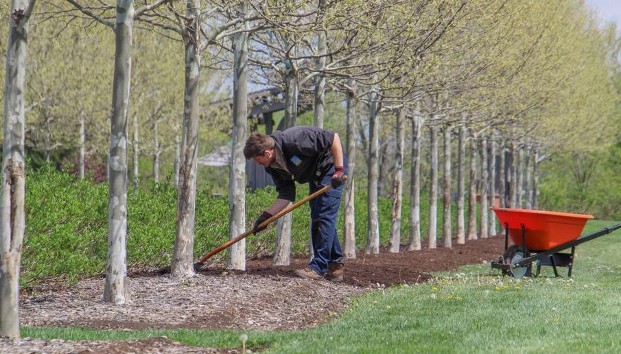 Tree Planting, up close