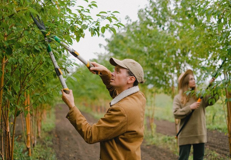 Tree Pruning, from the side