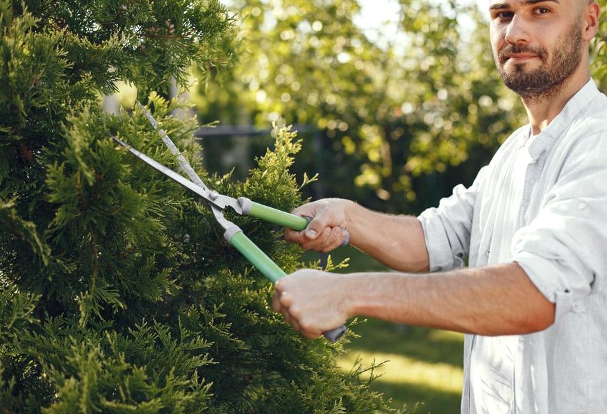 Tree Pruning in Asheboro