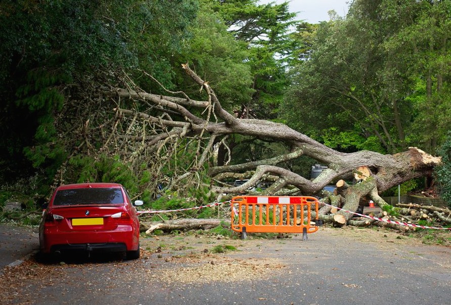 Tree Removal, detail of the work