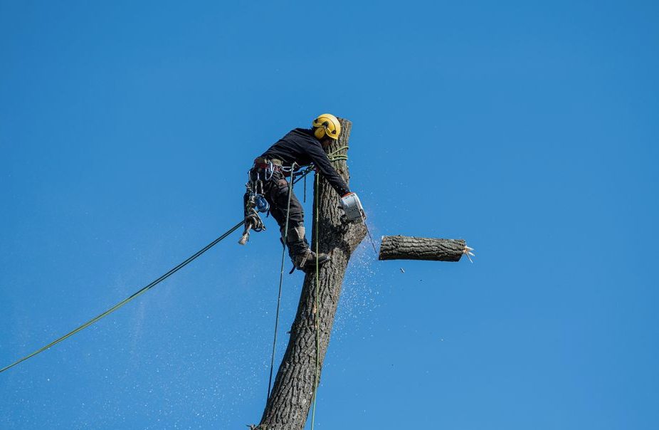 Tree Removal in Asheboro