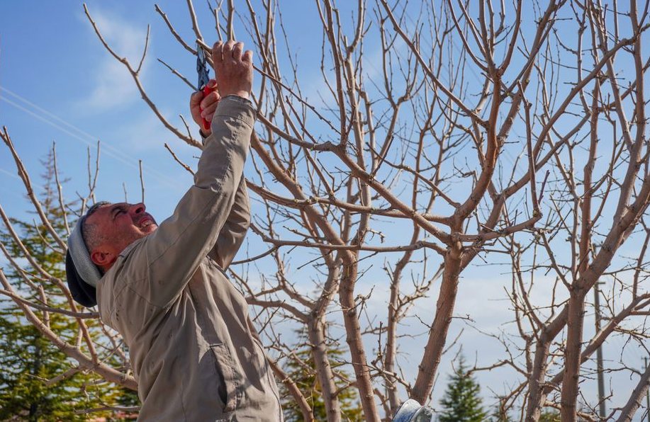 Tree Trimming in Asheboro